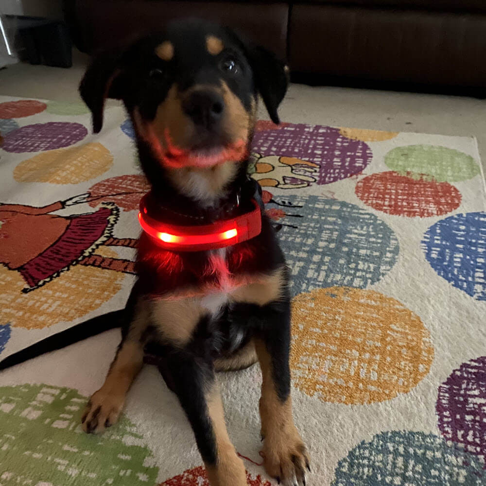 Glimmer Gear Rechargeable Light Up Dog Collar