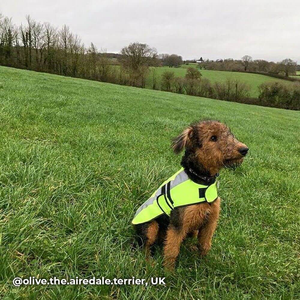 Proviz Classic Hi Visibility Fluorescent and reflective waterproof dog coat