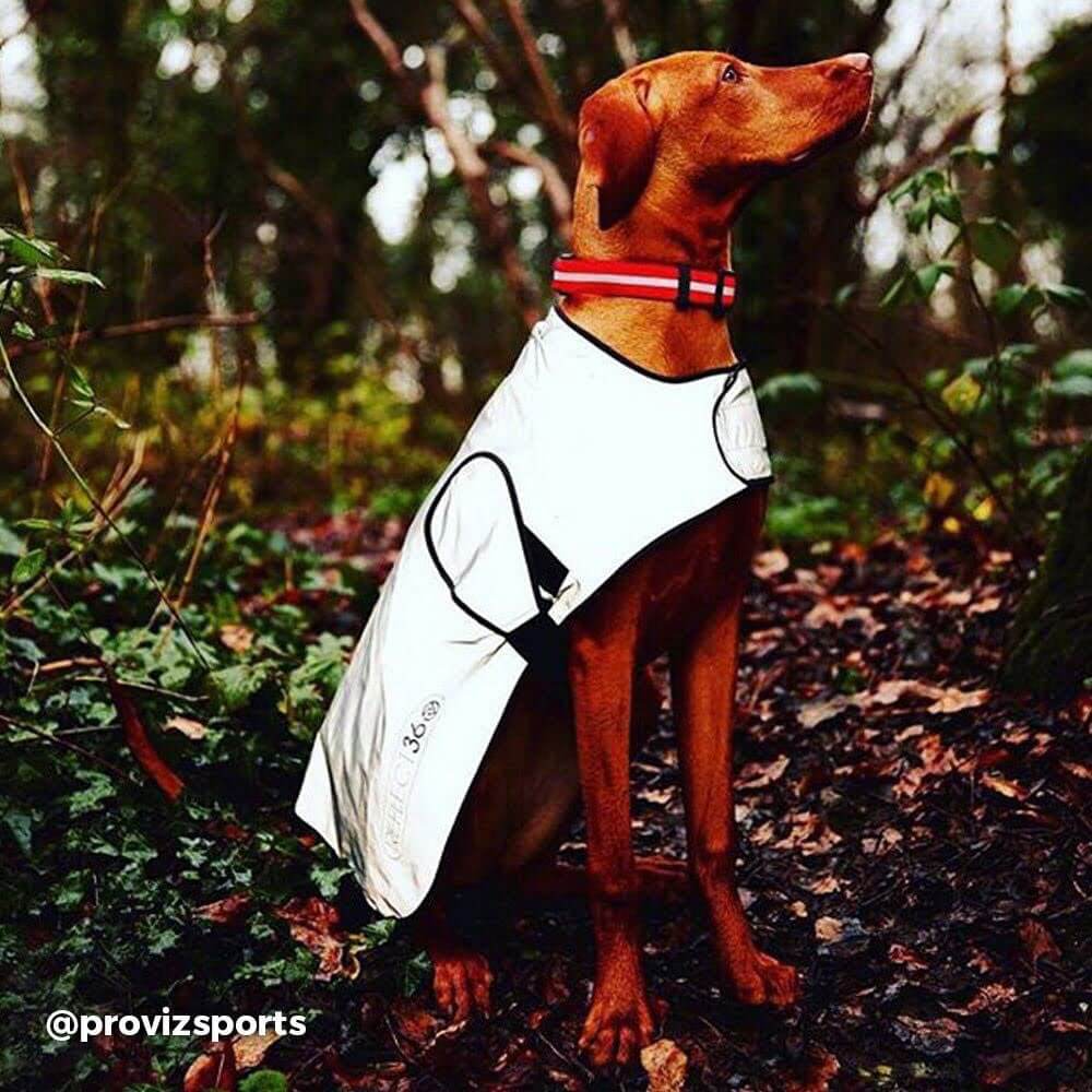 Proviz REFLECT360 Waterproof fully reflective dog coat and dog jacket with harness hole