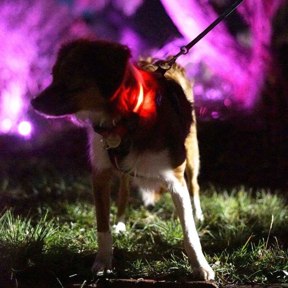 Glimmer Gear Rechargeable Light Up Dog Collar