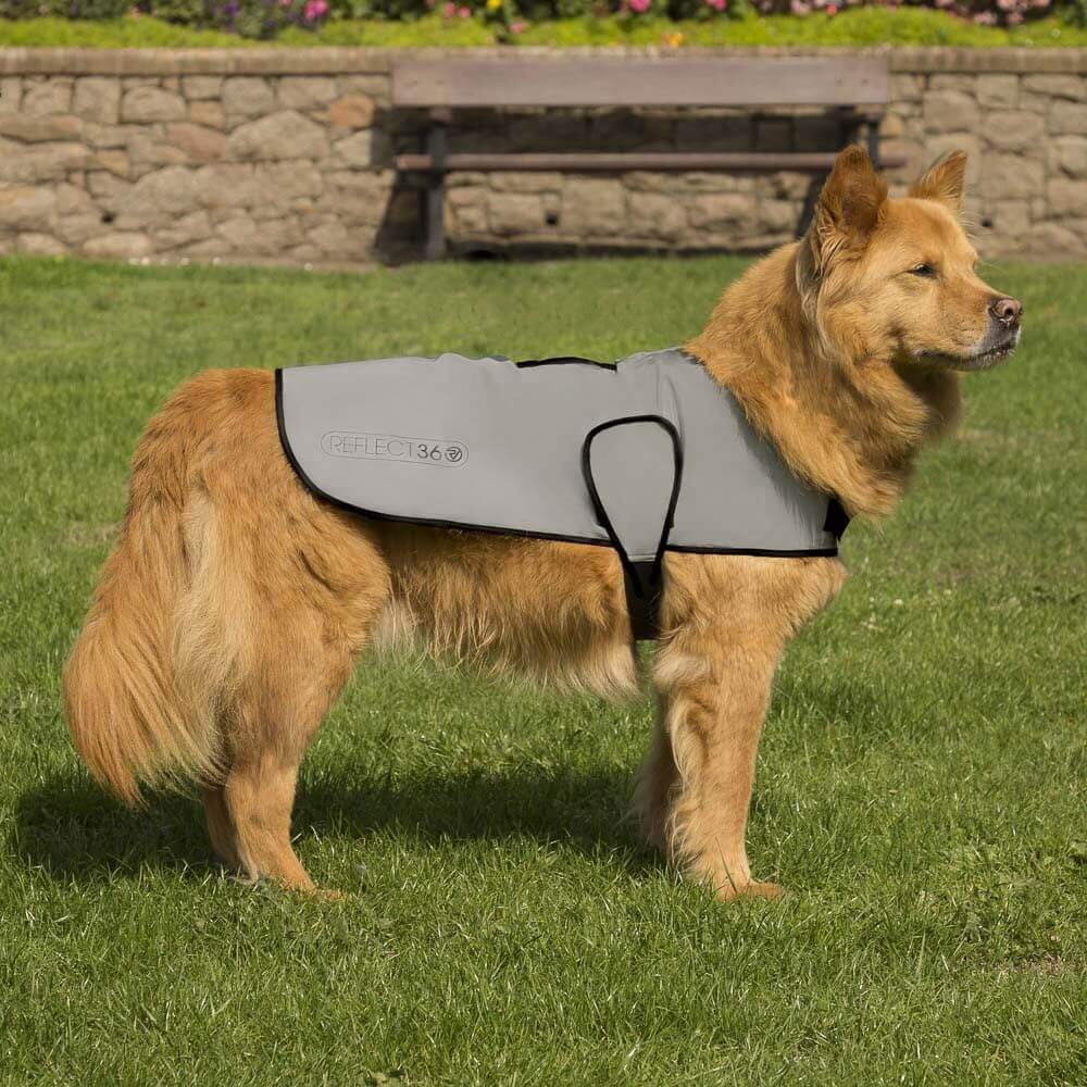 Proviz REFLECT360 Waterproof fully reflective dog coat and dog jacket with harness hole